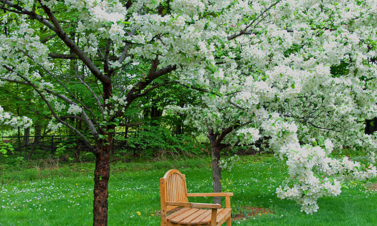 Mature flowering Crab apple tree