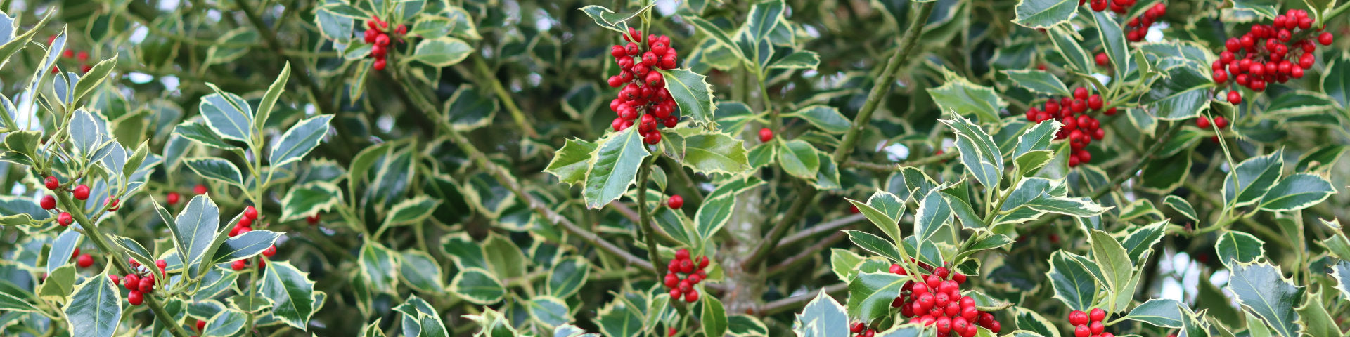 Mature evergreen Holly tree