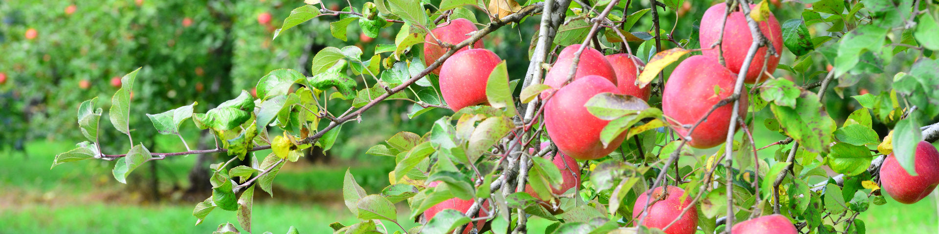 Mature apple tree with fruit
