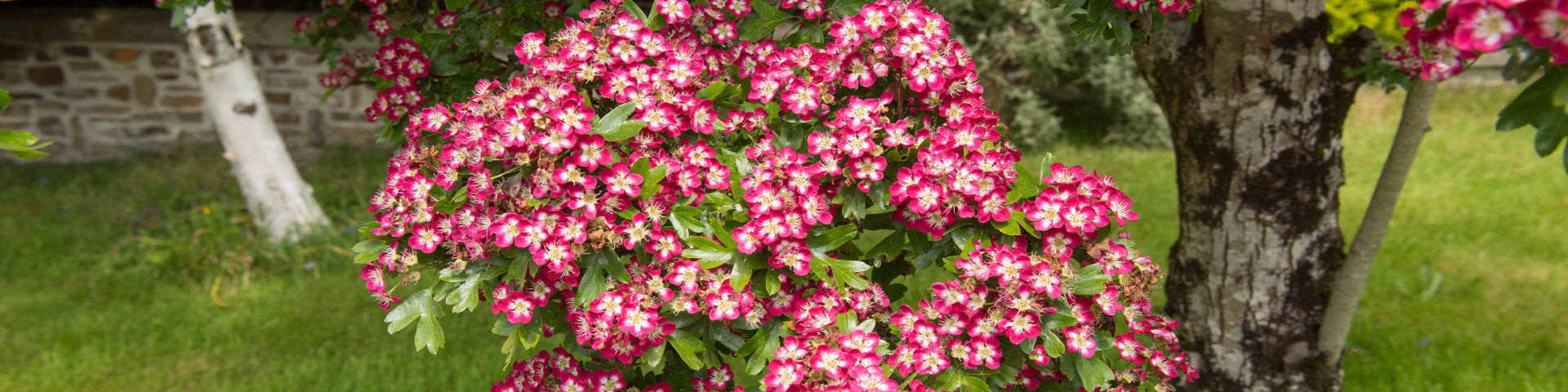 Mature flowering Hawthorn banner