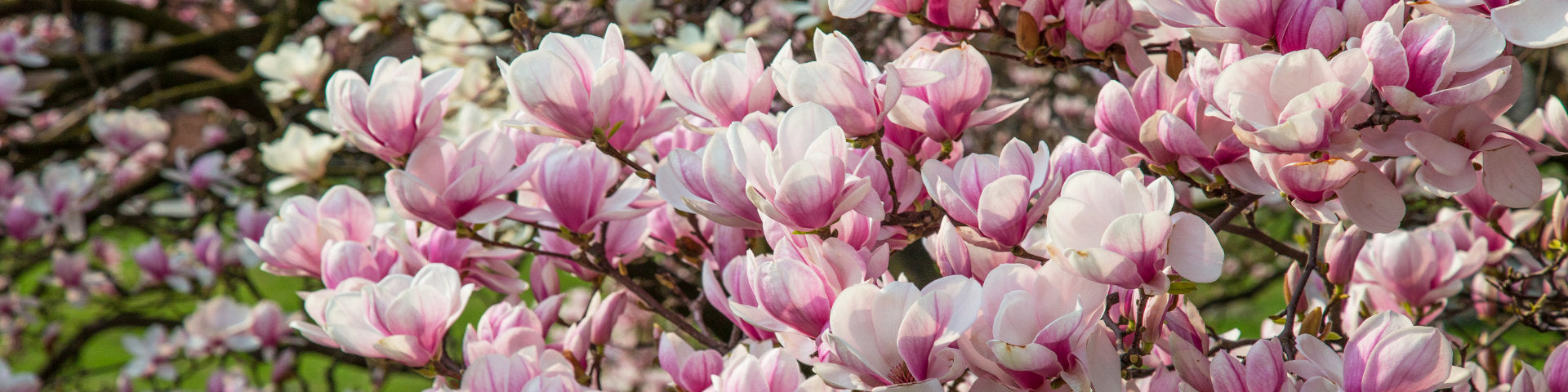 Mature flowering Magnolia