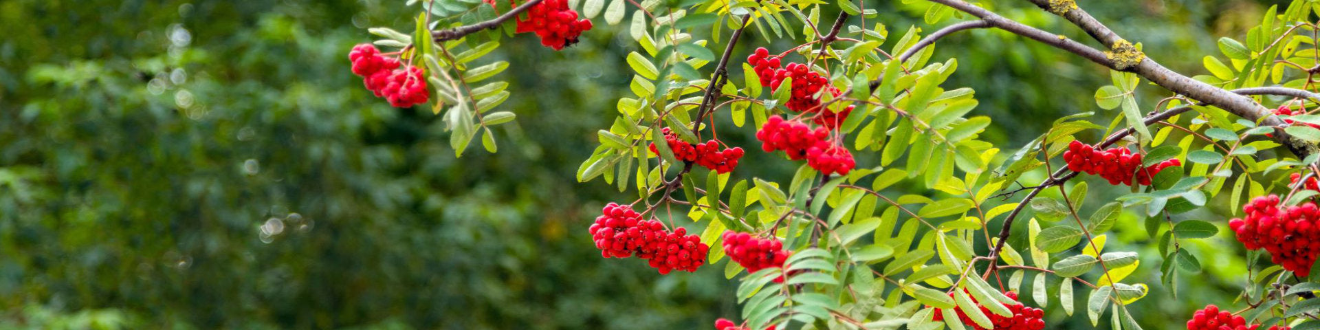 Rowan Mountain Ash tree with red berries