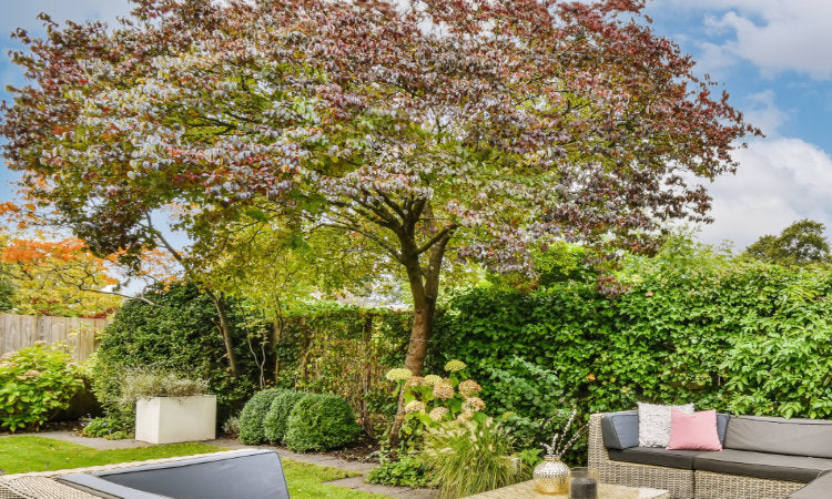 Buy Large Established Mature Trees Online Ornamental Trees buy-large-established-mature-trees-online-ornamental-trees