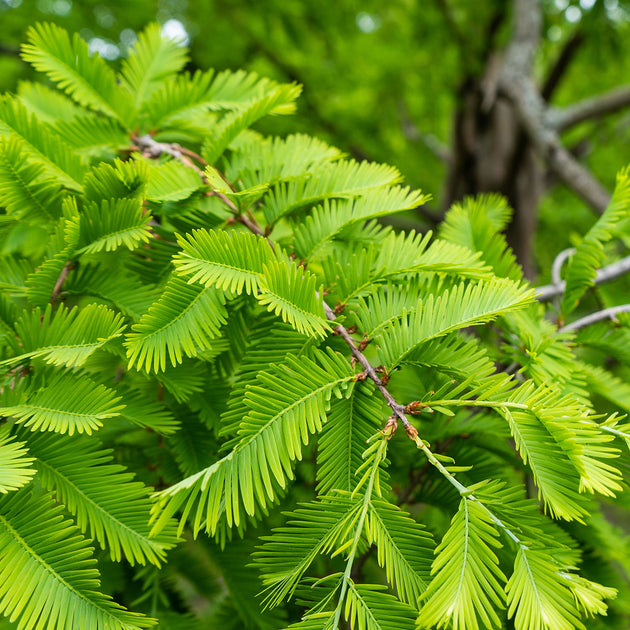 Metasequoia glyptostroboides Dawn Redwood leaves