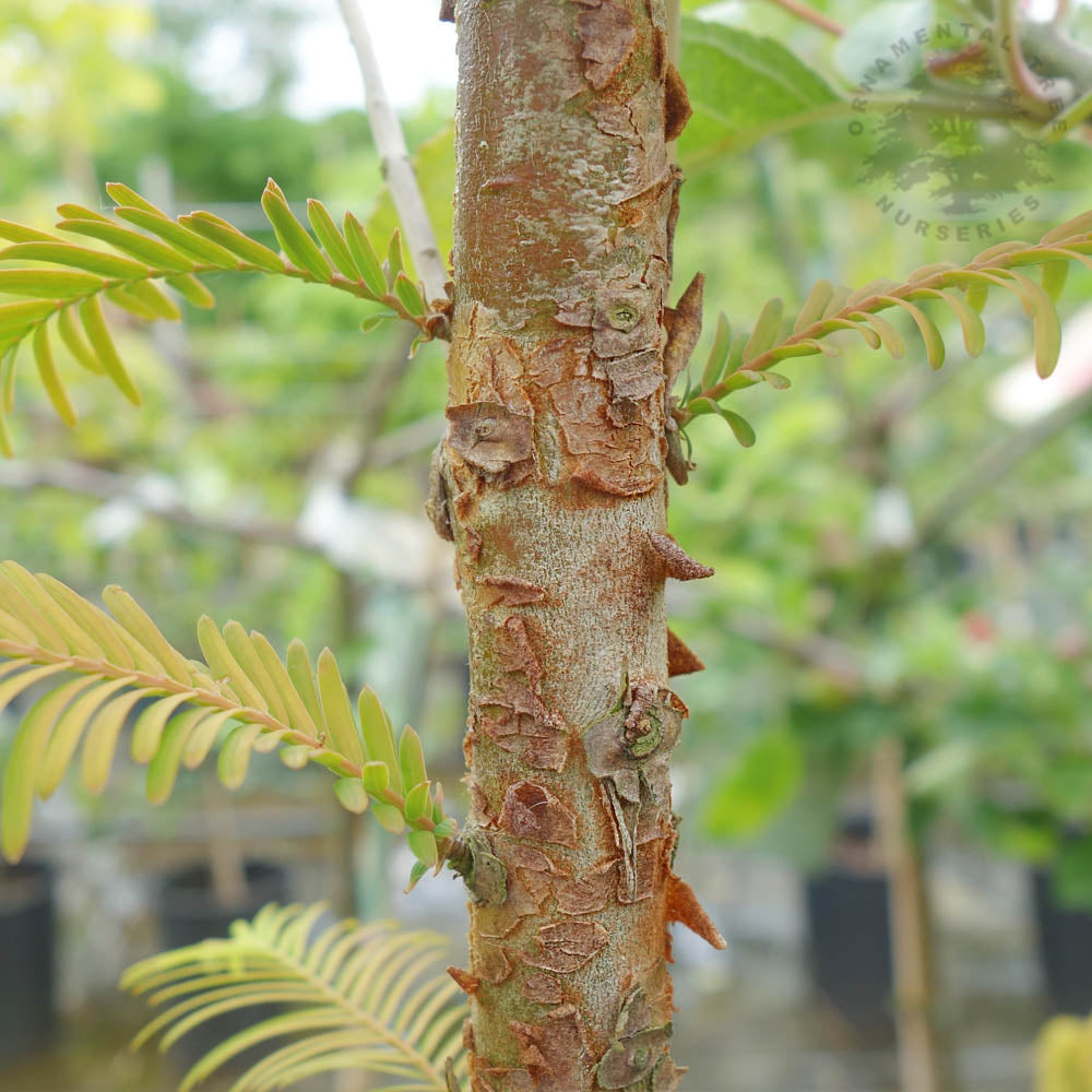 Metasequoia 'Amber Glow' Dawn Redwood bark