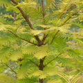 Single stem tree, 150-200cm, 7.5L pot