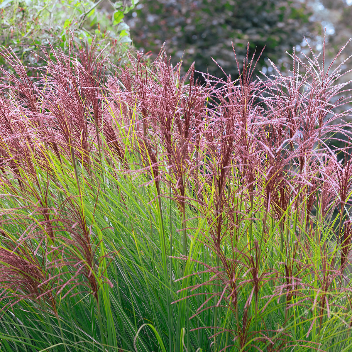 Miscanthus sinensis 'Morning Light'