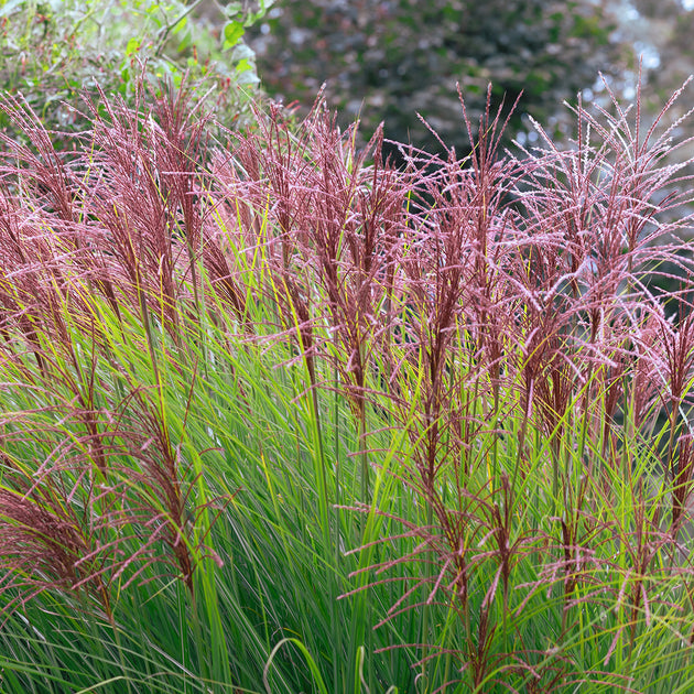 Miscanthus sinensis 'Morning Light'