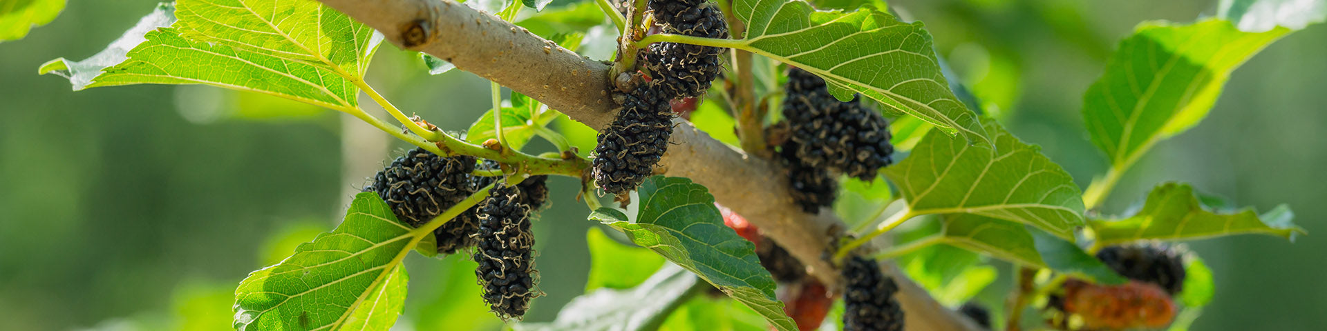 Morus nigra with mulberries on