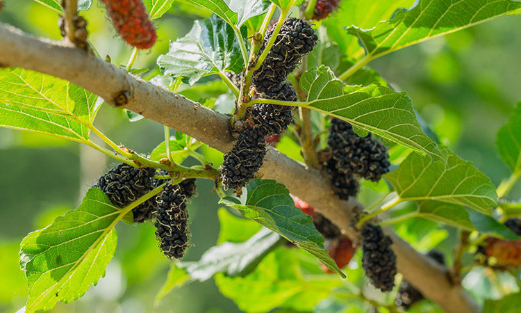 Morus_nigra fruits