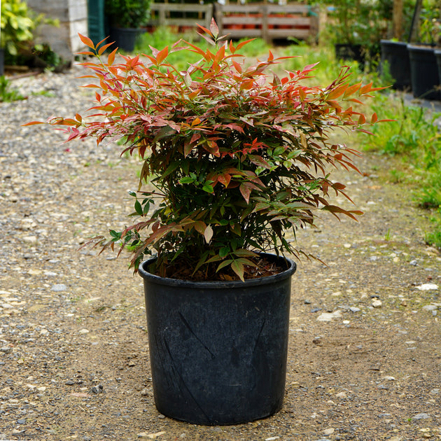 Nadina Domestica 'Obsessed' 10L pot