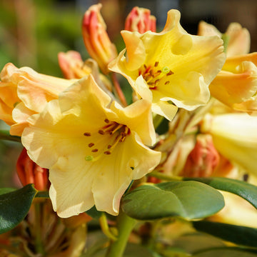 Rhododendron Nancy Evans Flowers