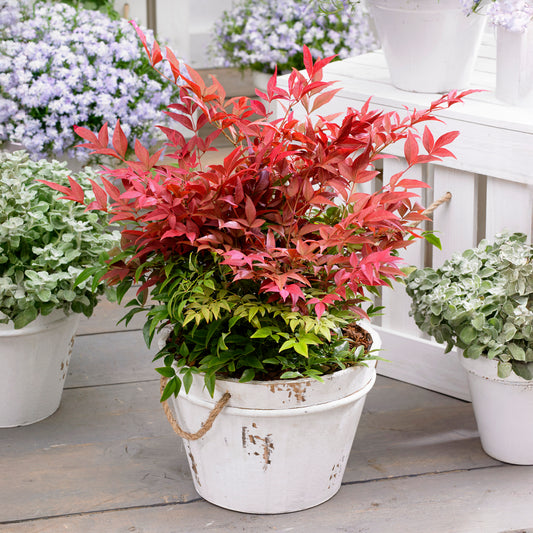 Nadina Domestica Obsessed