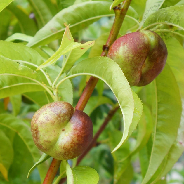 Mesembrine Nectarine tree