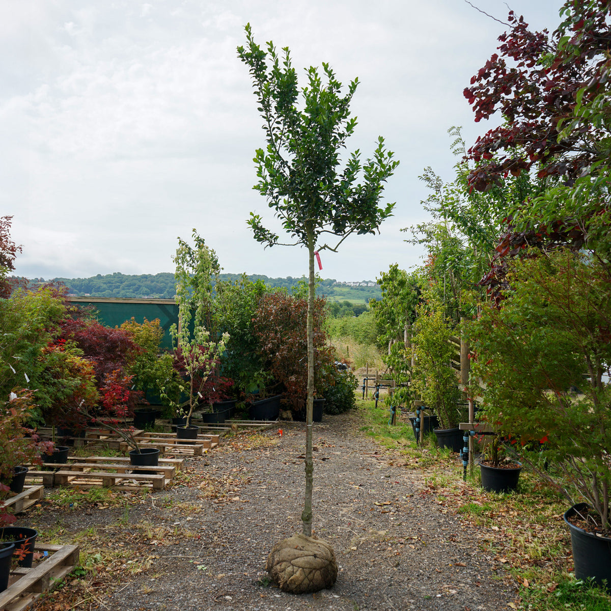 Ilex Heckenfee Rootball 12-14cm