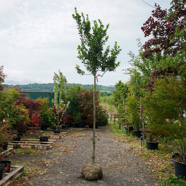 Ilex Heckenfee Rootball 12-14cm