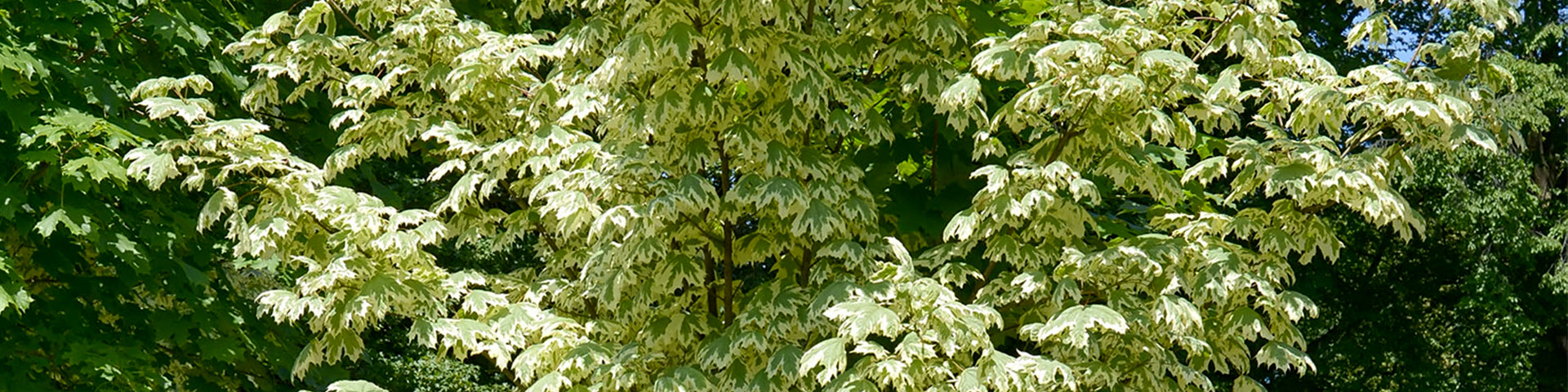 Norway Maple tree
