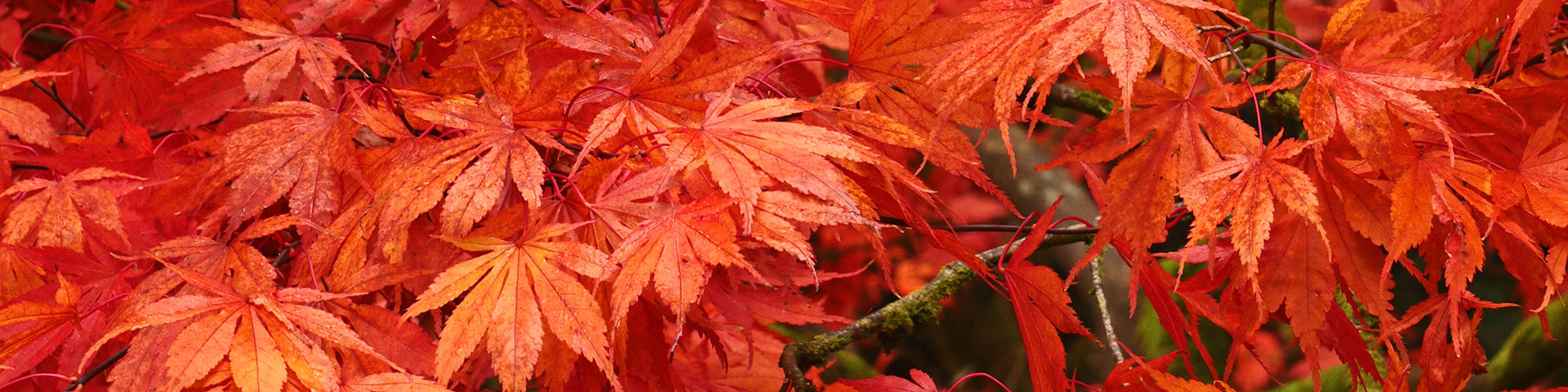 Orange Maple leaves