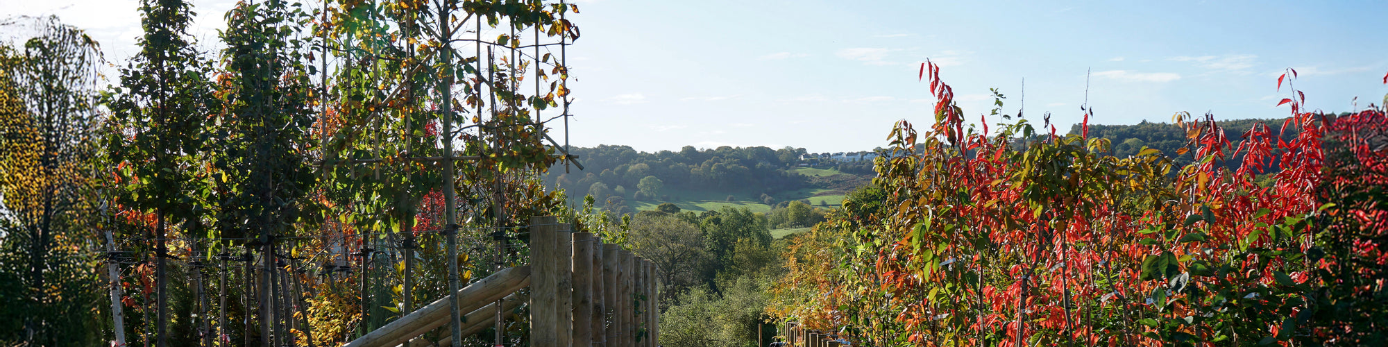 Tree lines at Ornamental Trees