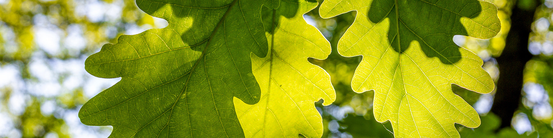 Oak leaves on tree