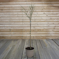 Omoi no Mama 7.5L pot