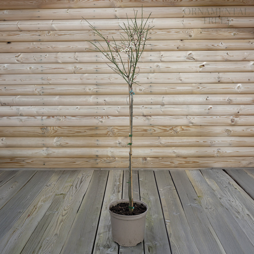 Omoi no Mama 7.5L pot