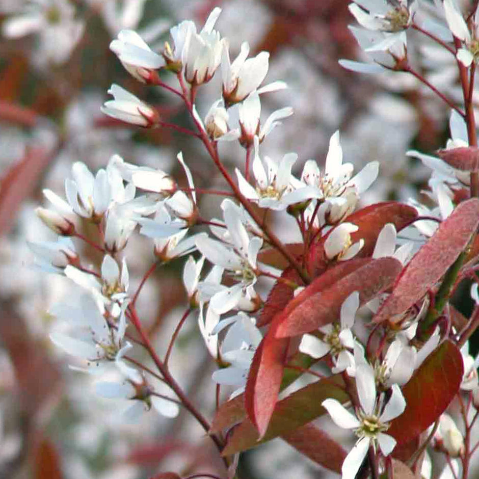 Amelanchier Trees For Sale | Juneberry | Ornamental Trees