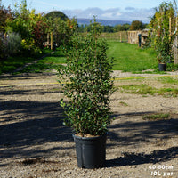 Osmanthus Burkwoodii pot-grown hedging