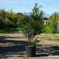 Hedging, 80-100cm height, 18L pot