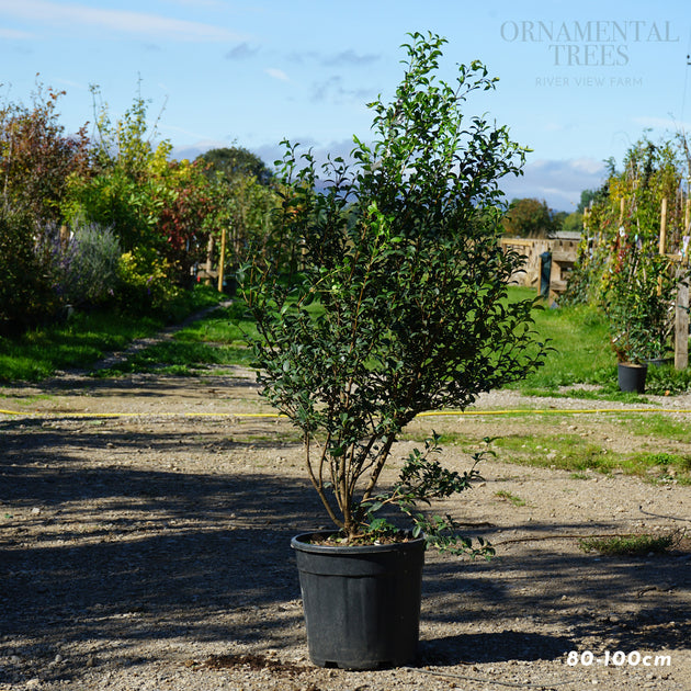 Hedging, 80-100cm height, 18L pot