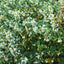 Osmanthus x burkwoodii hedge