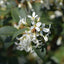 Osmanthus burkwoodii shrub