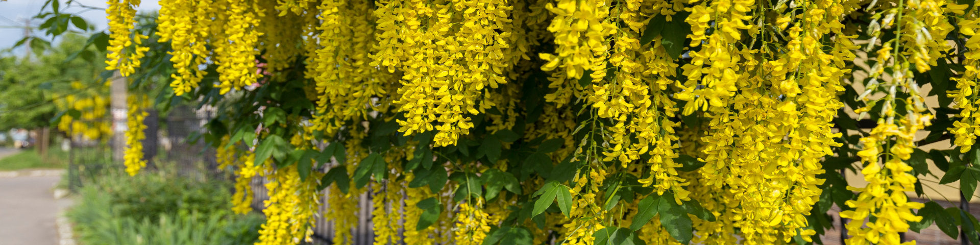 Other mature trees banner