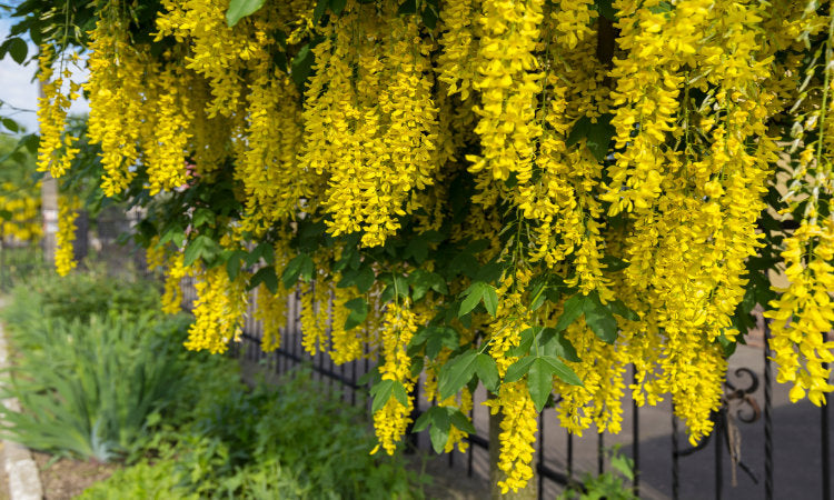 Other mature trees banner