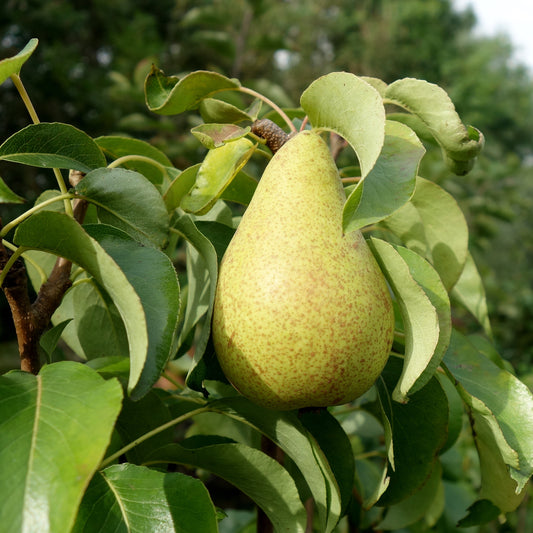 Concorde Pear tree