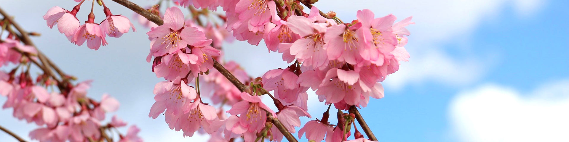 Pink weeping cherry blossom