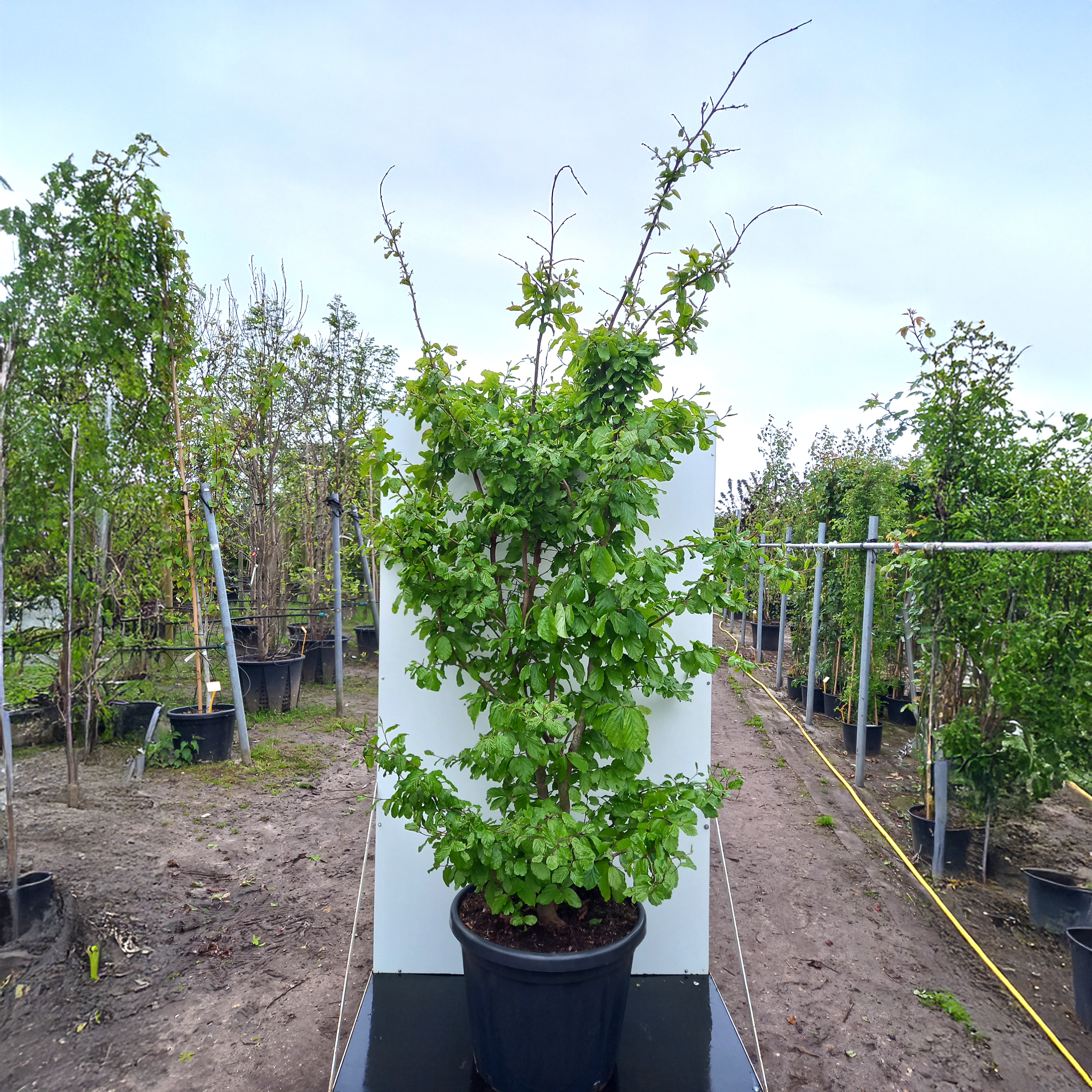 Parratio Tree Parrotia persica Bella | Buy Persian Ironwood Trees – Ornamental Trees