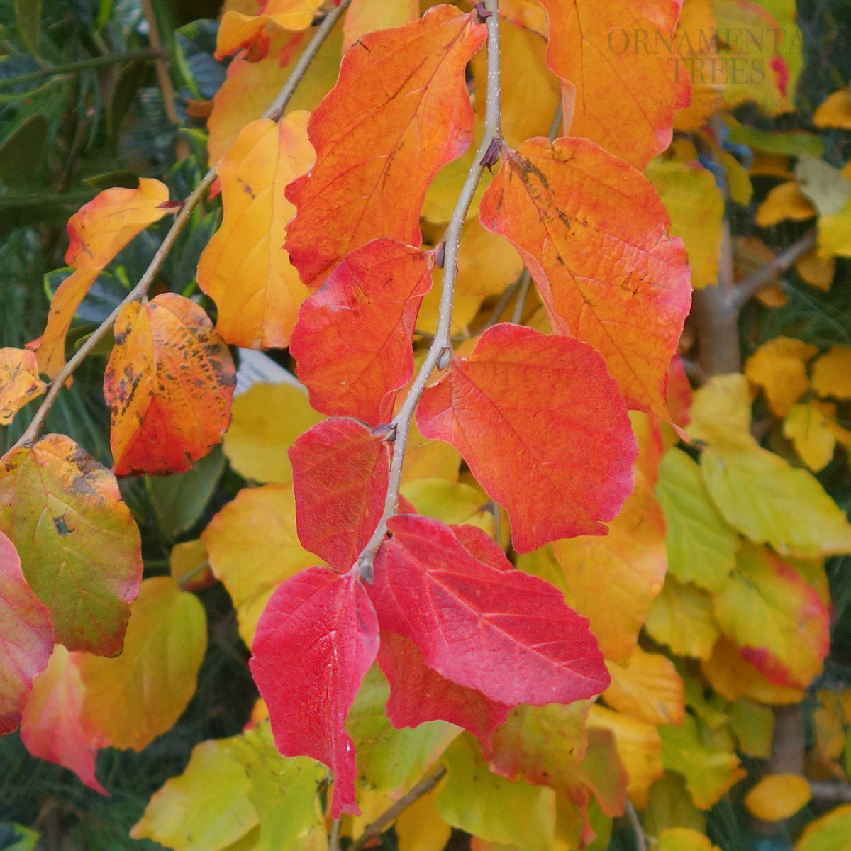Parrotia persica Vanessa
