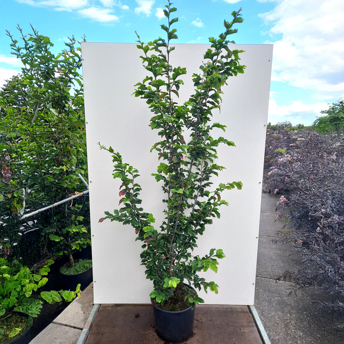 Parrotia persica Vanessa | Persian Ironwood Tree | Ornamental Trees
