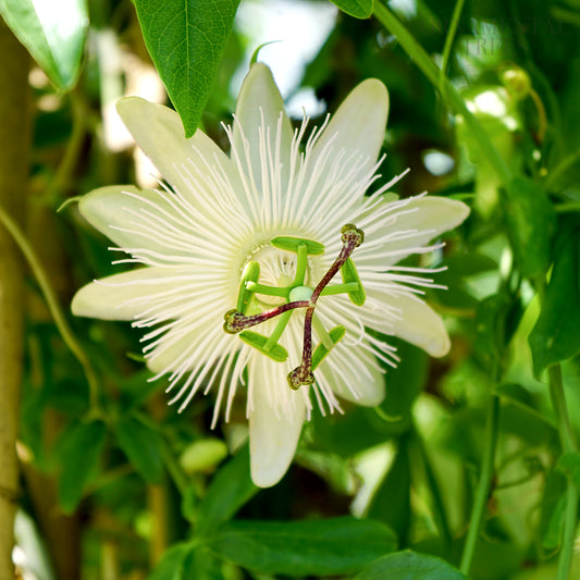 Passiflora caerulea 'Constance Eliott'