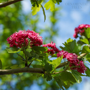 Crataegus laevigata Paul's Scarlet Hawthorn tree