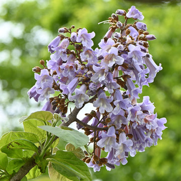 Paulownia Tomentosa purple flowers