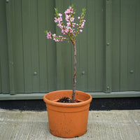 Peach Bonanza 9L patio