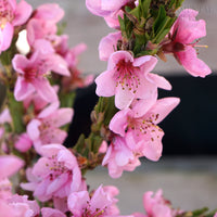 Peach Bonanza blossom