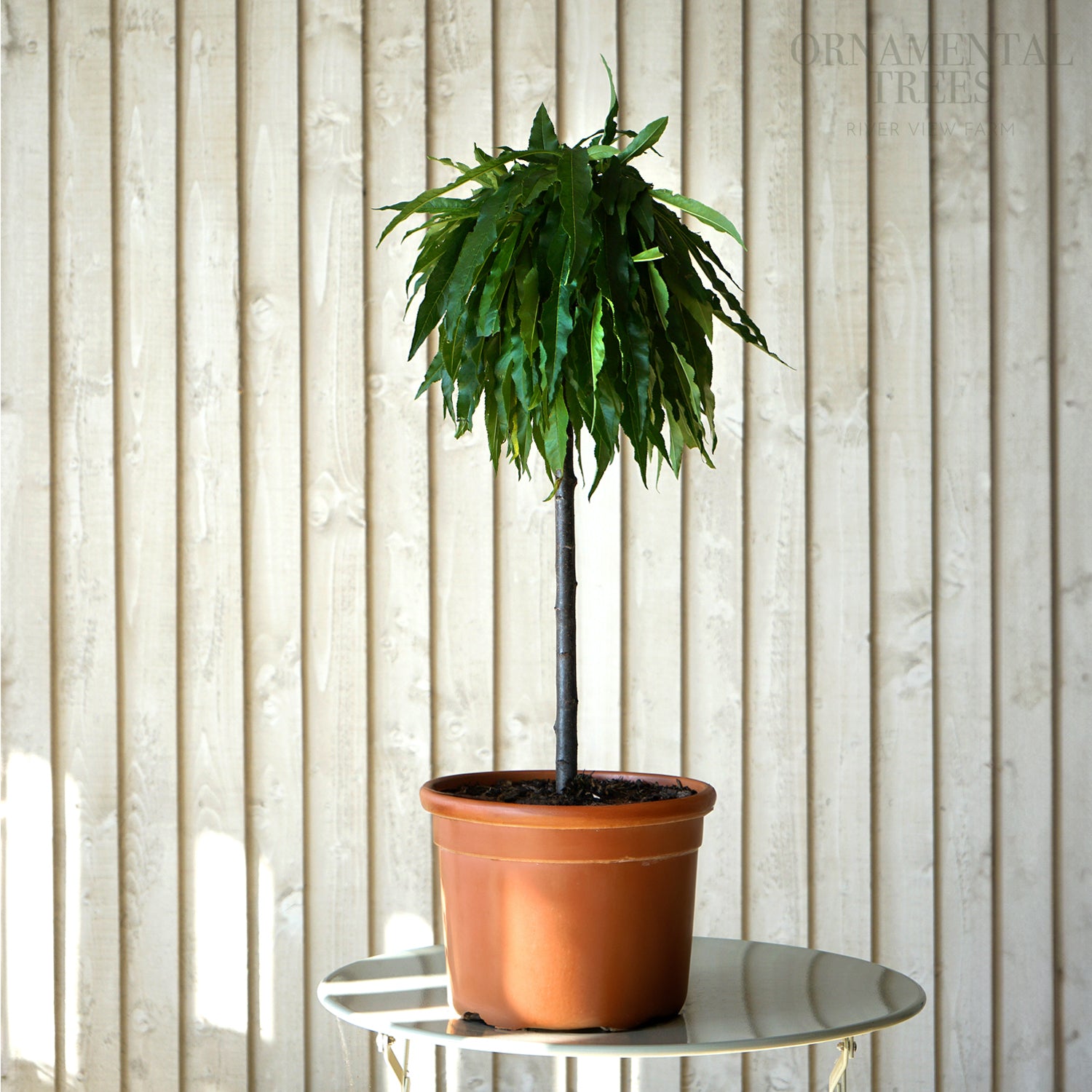 Garden Lady Dwarf Peach Tree | Prunus persica | Ornamental Trees