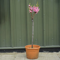 Garden Lady peach 9L