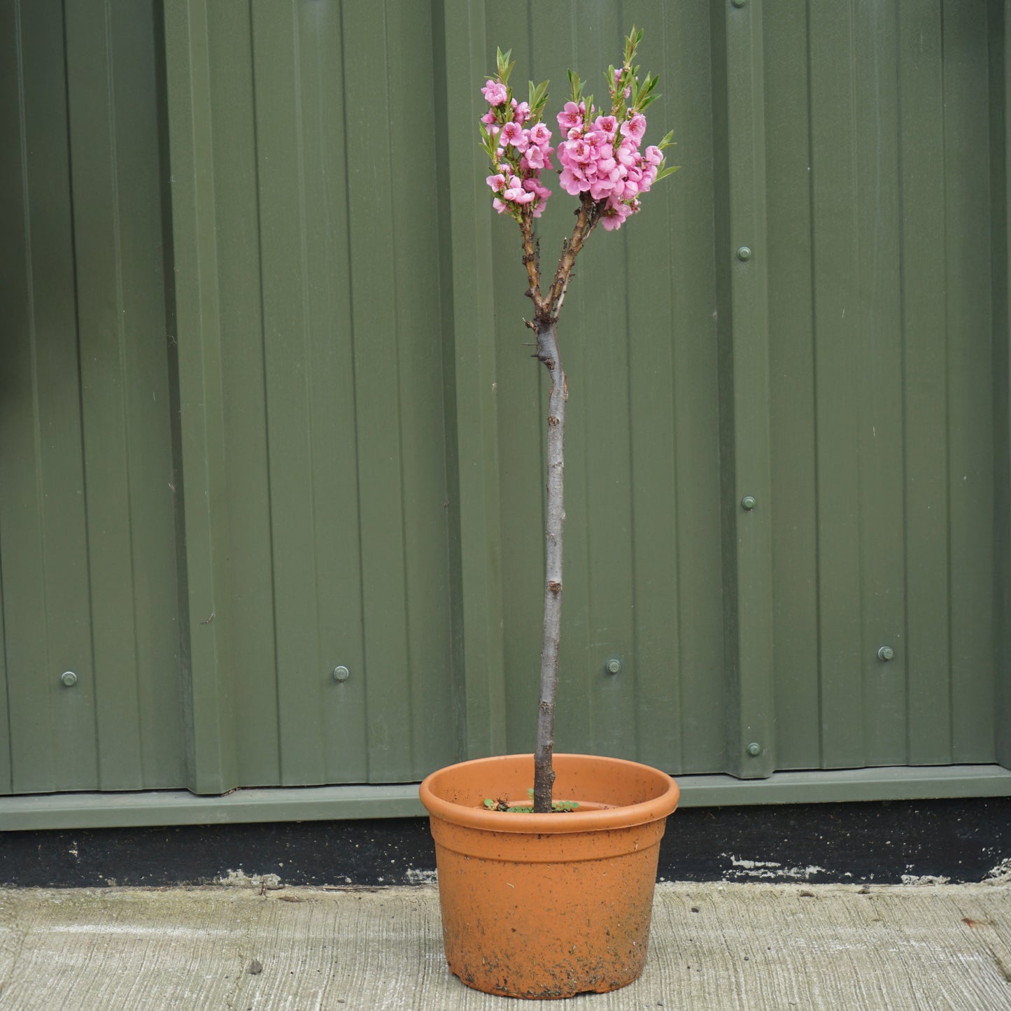 Garden Lady peach 9L
