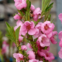 Peach 'Garden Lady' blossom