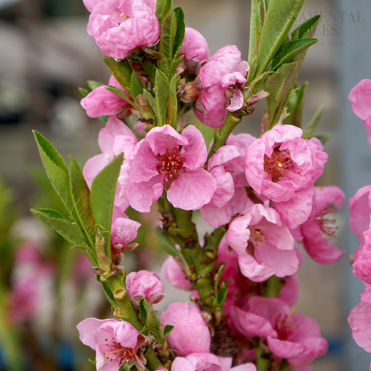 Garden Lady Dwarf Peach Tree | Prunus persica | Ornamental Trees