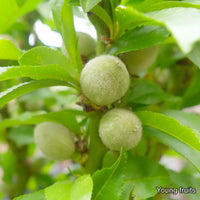 Garden Lady Dwarf Peach Tree